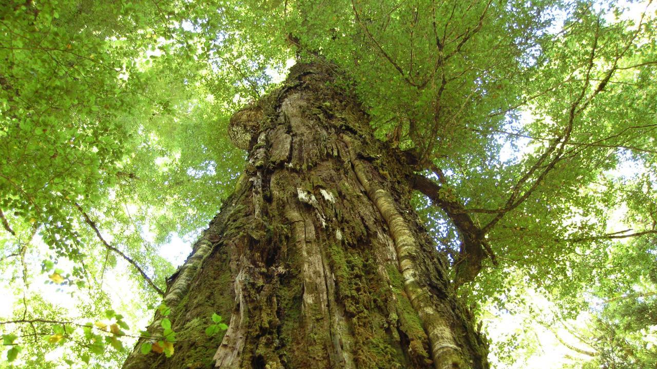 Beech Tree Lodge Ohakune Kültér fotó